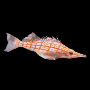 Long Nose Hawk Fish Oxycirrhites Typus