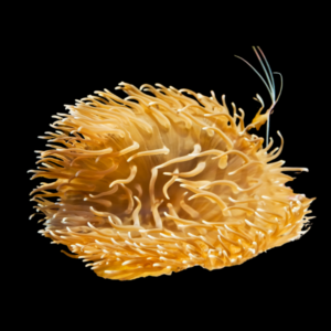 Long Tentacle Red Base Sand Anemone Macrodactyla Doreensis