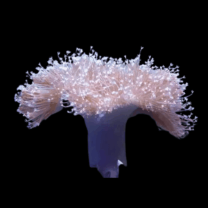 Long Tentacle Toadstool Soft Coral Sarcophyton Sp