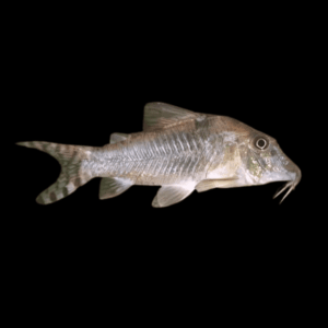 Long Nosed Corydoras Septentrionalis 4cm Catfish