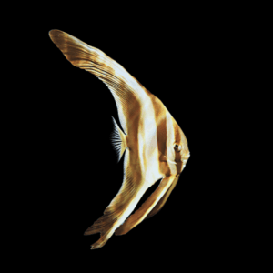 Longfin Batfish Platax Teira