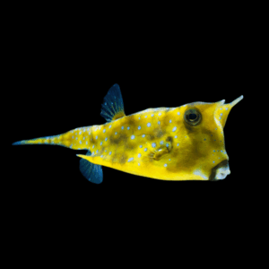 Longhorn Cowfish Lactoria Cornuta