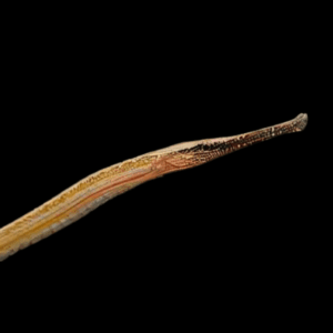 Longmouth Pipefish Doryichthys Heterosoma 8cm