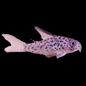 Loreto Corydoras Loretoensis 3cm Catfish