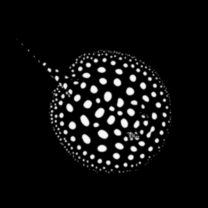 A1 Freshwater Low Grade Black Diamond Polka Dot Stingray Potamotrygon Leopoldi Male 20cm