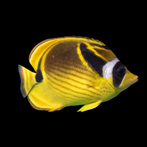 Lunula Butterfly Fish Chaetodon Lunula