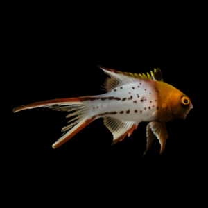 Lyretail Hog Bodianus Anthioides
