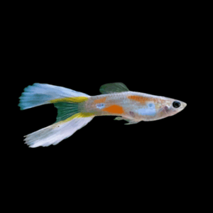 Lyretail Male Guppy Poecilia Reticulata 3cm