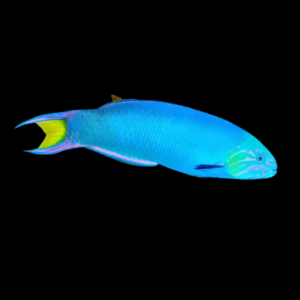 Lyretail Wrasse Thalassoma Lunare