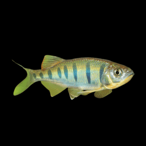 Mackerel Barb Opsarius Pulchellus 5cm