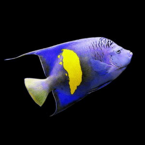 Maculosus Yellowbar Angelfish Pomacanthus Maculosus