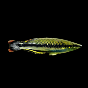 Madagascar Rainbow Fish Bedotia Madagascarensis 4cm
