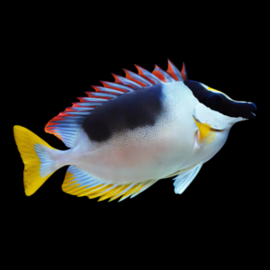 Magnificent Fox Face Rabbit Fish Siganus Magnificus