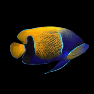 Majestic Angelfish Pomacanthus Navarchus