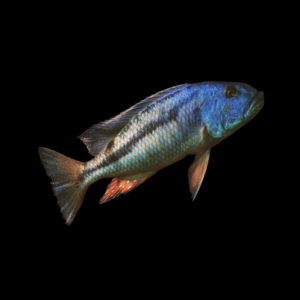 Malawi Hawk Cichlid Aristochromis Christyi - 5cm