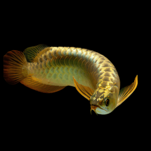 A1 Malaysian 24K Golden High Back Arowana Scleropages Formosus 20cm