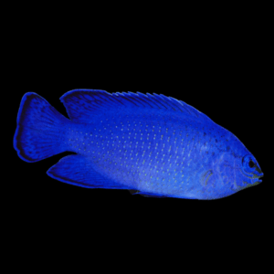 Malaysian Electric Blue Damsel Chrysiptera Cyanea