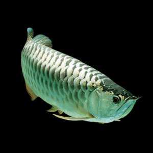 Malaysian Emerald Crossback Arowana Scleropages Formosus 20cm