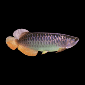A1 Malaysian Golden Blue Base Arowana Scleropages Formosus 20cm