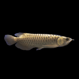 Malaysian Golden Blue Base Crossback Arowana Scleropages Formosus 20cm