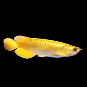A1 Malaysian Golden Crossback Arowana Scleropages Formosus 20cm