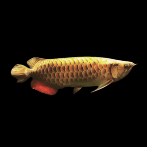 Malaysian Golden Head Golden Crossback Arowana Scleropages Formosus 20cm