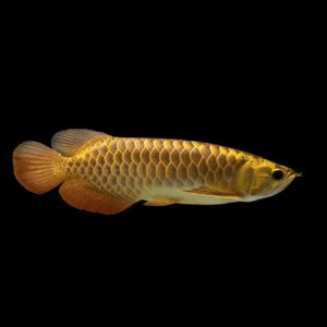 A1 Malaysian Golden High Back Arowana Scleropages Formosus 20cm