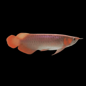 A1 Malaysian Golden Red Rose Crossback Arowana Scleropages Formosus 20cm