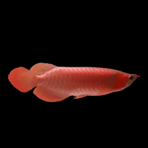 Malaysian Golden Red Splendour Crossback Arowana Scleropages Formosus 20cm