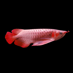 Malaysian Super Red Arowana Scleropages Formosus 20cm