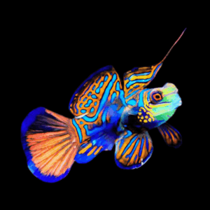 Mandarin Dragonette Synchiropus Splendidus