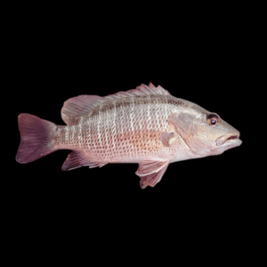 Mangrove Jack Lutjanus Argentimaculatus 10cm