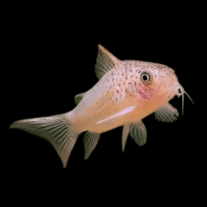 Many Spotted Corydoras Polystictus 4cm Catfish