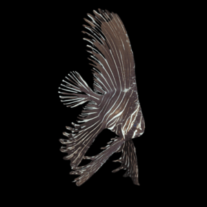 Marble Batfish Platax Batavianus