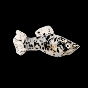 Marble Dalmatian Molly Poecilia Sphenops 3cm