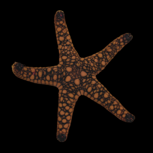 Marble Starfish Fromia Sp