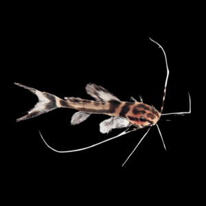 Marbled Achara Catfish Leiarius Marmoratus 10cm