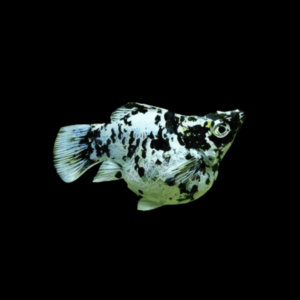 Marbled Balloon Molly Fish Poecilia Sphenops 3cm