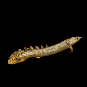 Marbled Bichir Polypterus Palmas Palmas Polli 10cm