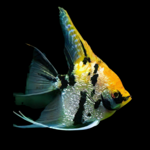 Marbled Golden Angelfish Pterophyllum Scalare