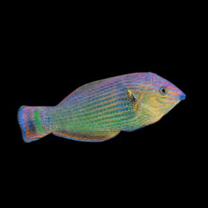 Marginatus Dusky Wrasse Halichoeres Marginatus