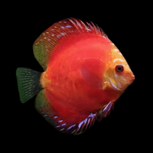 Marlboro Red Discus