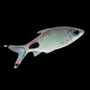 Mascara Barb Dawkinsia Assimilis 5cm