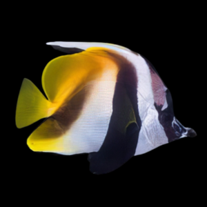 Masked Heniochus Butterfly Fish Heniochus Monoceros