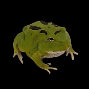 Matcha Horned Frog Ceratophrys Cranwelli 4cm