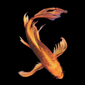 Matsuba Butterfly Grade A Koi Carp Cyprinus Carpio