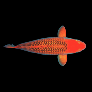 Matsuba Japanese Koi Carp Cyprinus Carpio