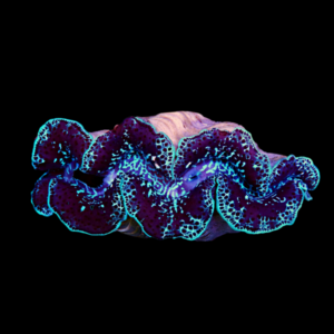 Maxima Coloured Cultured Clam Tridacna Maxima