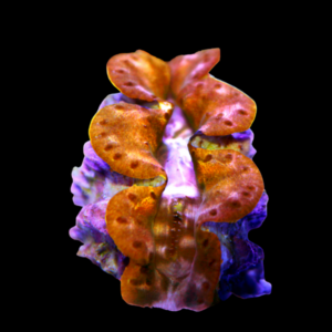 Maxima Gold Cultured Clam Tridacna Maxima