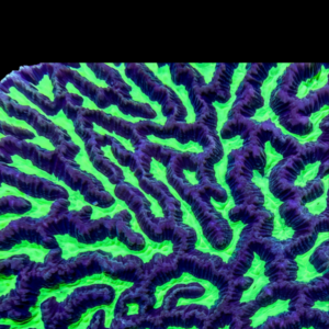 Maze Hard Coral Platgyra Sp